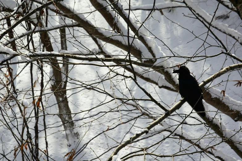 a black bird is sitting on a nch of the tree