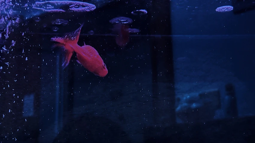 a fish looks back over its body from inside an aquarium