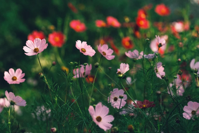 pink flowers and green grass and a white bird