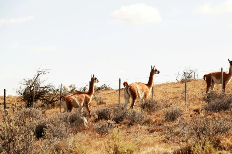 three llamas walk together on the side of a hill