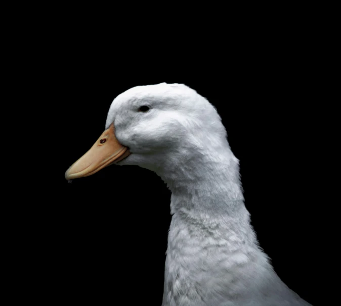 a duck on the side of the face in the dark