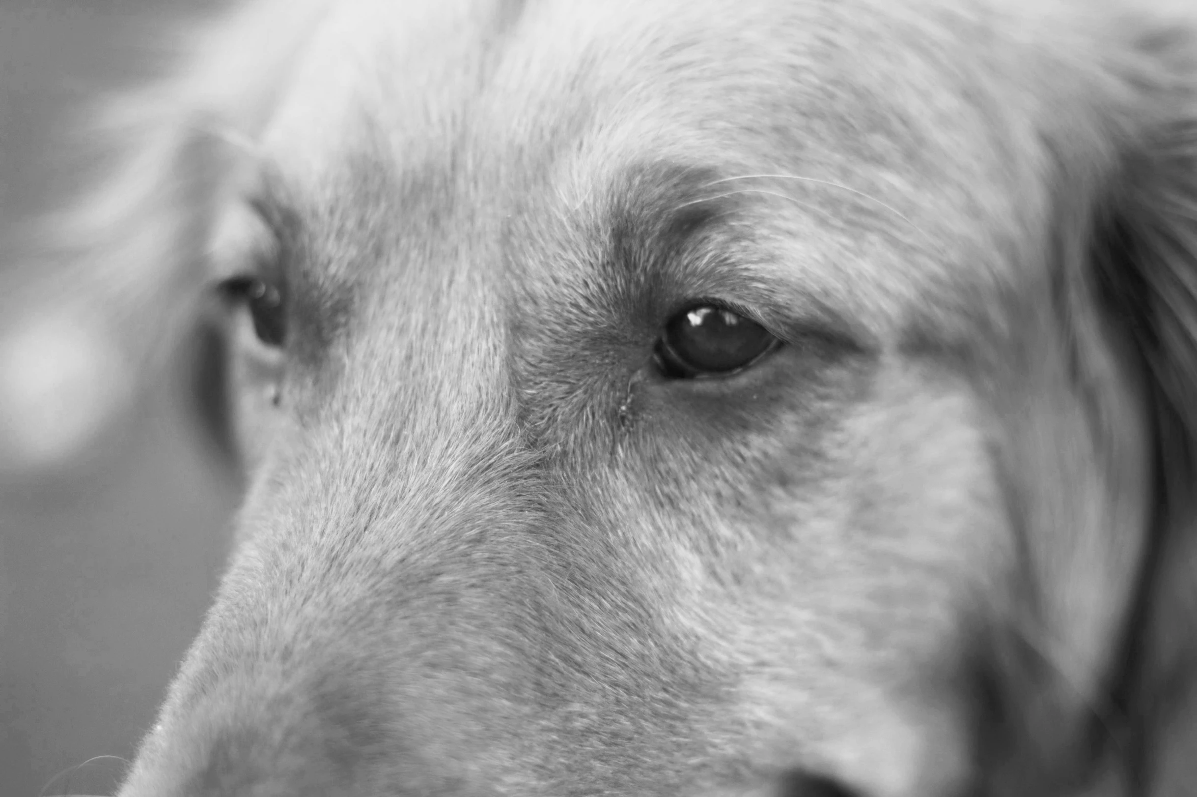 the head and shoulders of a dog, close up