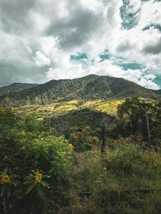 mountains are in the distance, with trees and grass