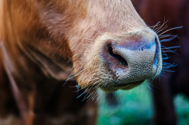 a calf that is looking into the camera