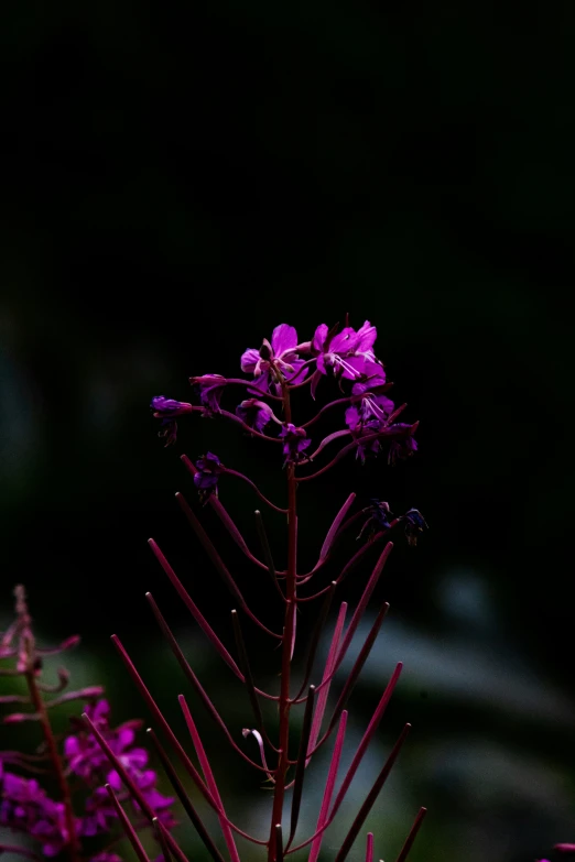 purple flowers are growing on a tree in the dark