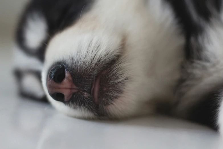 a white dog with black dots is laying down