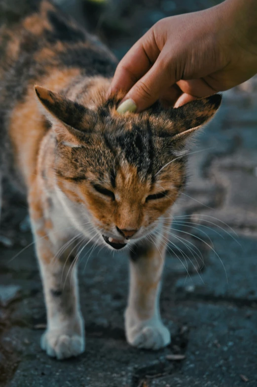 a cat being petted by a person's hand