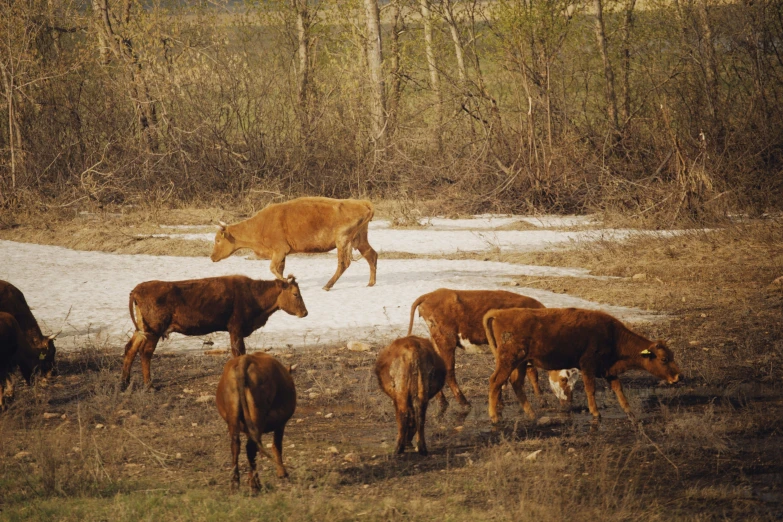 several cows grazing in the winter grass together