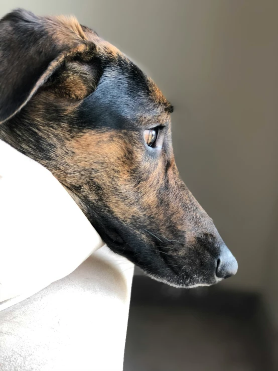 a dog with a white coat looks into the distance