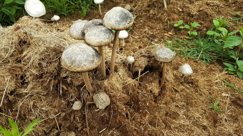 a pile of hay with some mushrooms growing on it