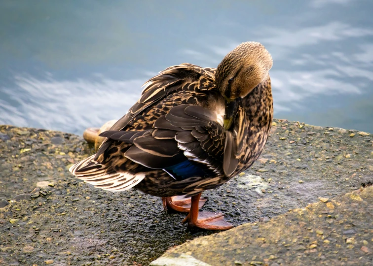 a bird sits on the side of a concrete area with water in the background