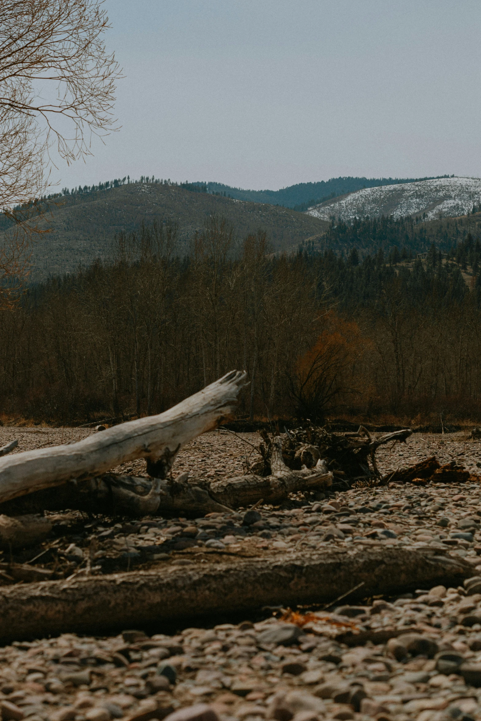 the trees are lying along the rocks