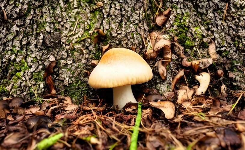a close up of a mushroom in the ground