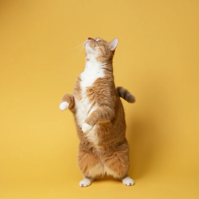 a cat is standing up on one foot and has his paws raised up