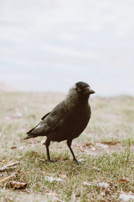 a black bird is standing on the ground