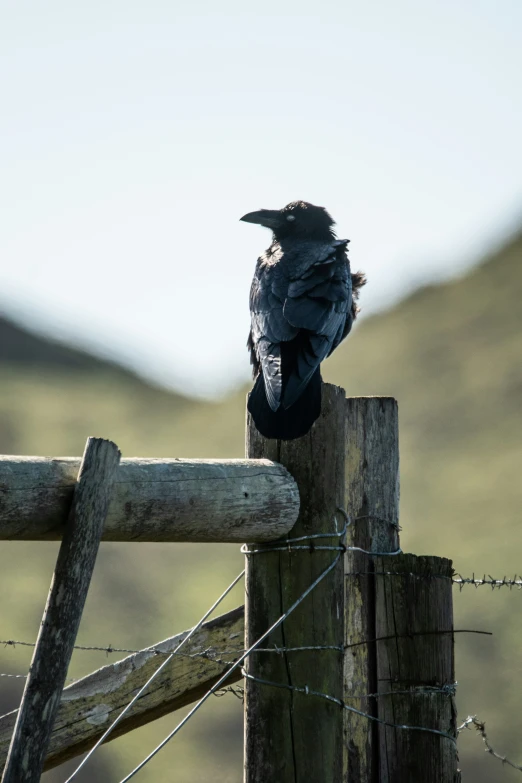a bird that is sitting on top of a wooden fence