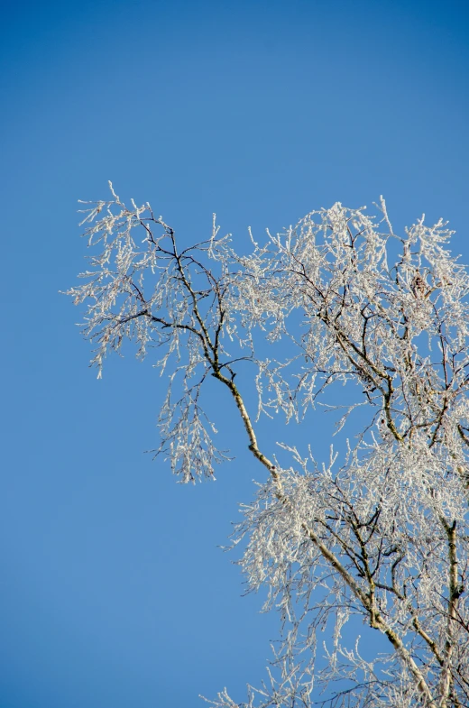 a view of a tree and blue sky from a far away angle