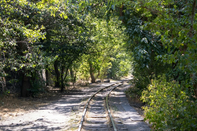 the train track is going under many trees