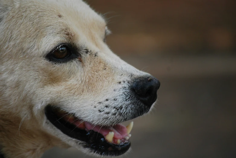 a closeup po of a dog looking around