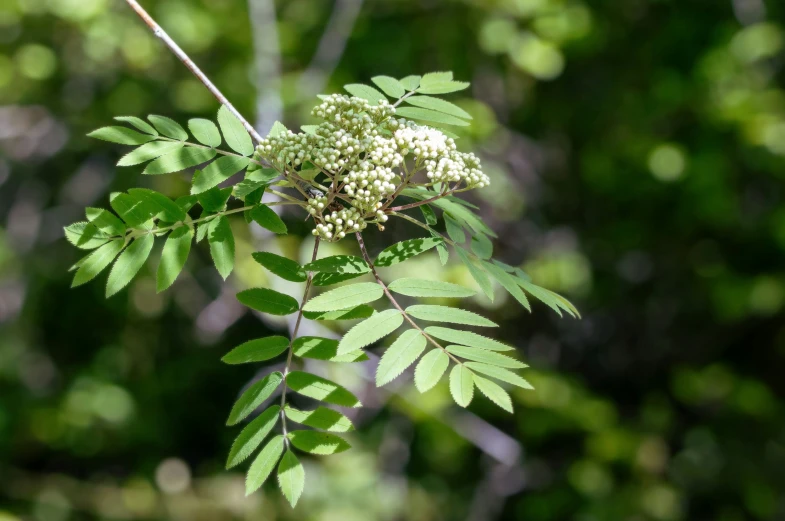 a close up image of a tree nch with white flowers