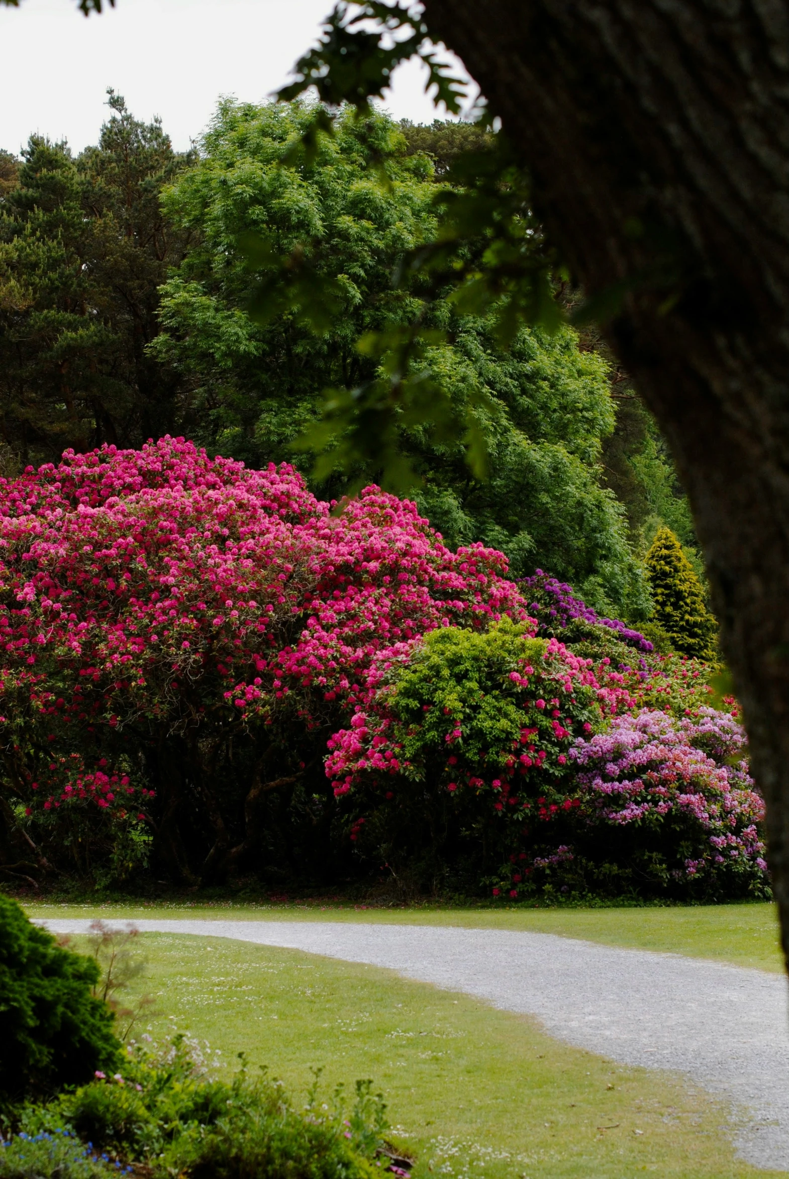 some pink flowers are near the grass and trees