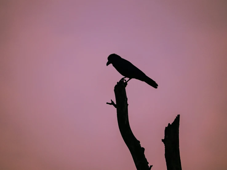 a bird is sitting on top of a tree