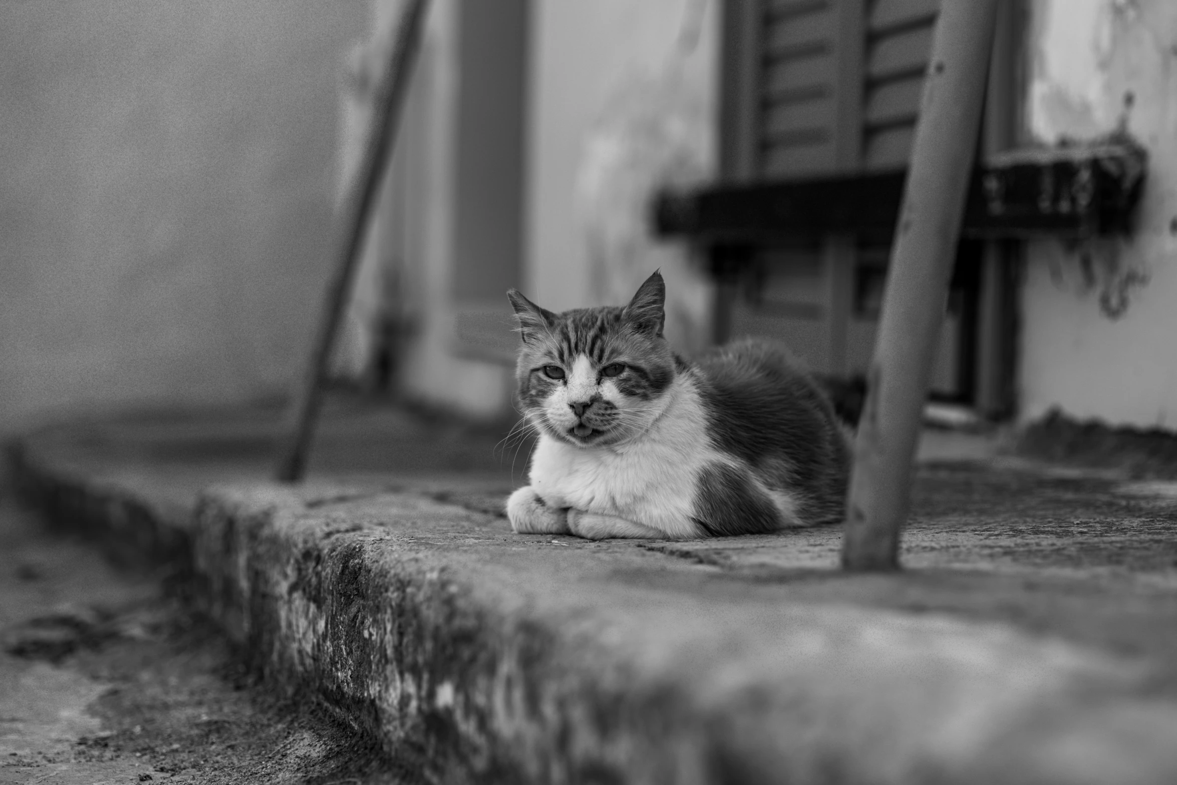 a cat sits outside a building looking at the camera