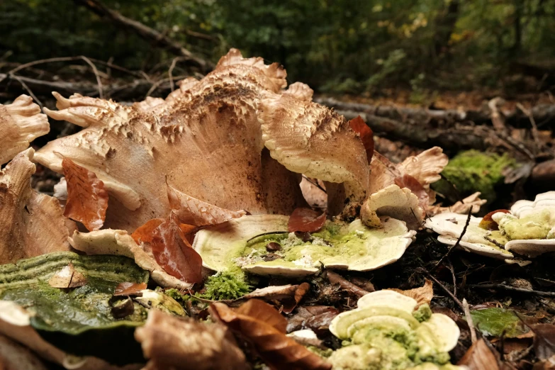 a small group of mushrooms on the ground near many leaves