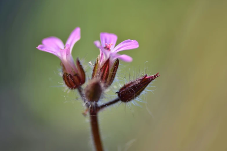 a little pink flower with some sort of white flower