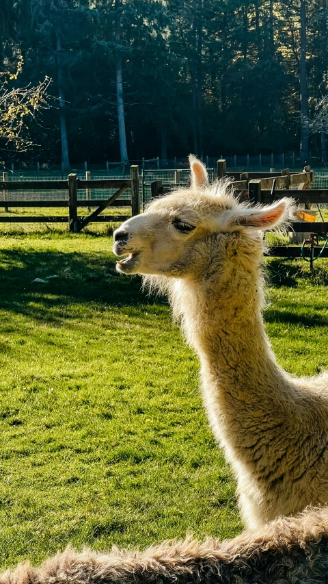 an alpaca sitting in the grass next to its pen