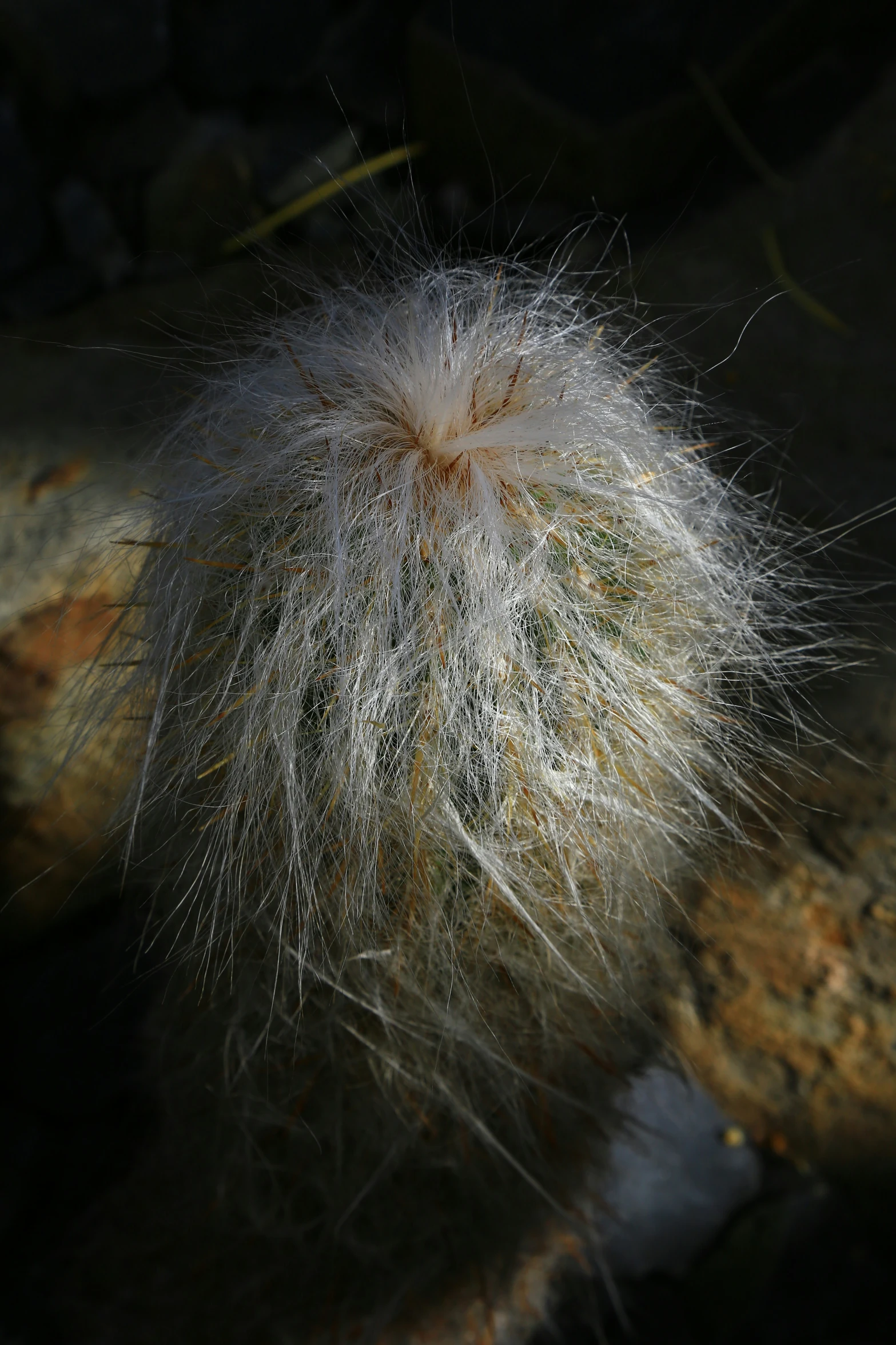 a close up image of a large white fuzzy object