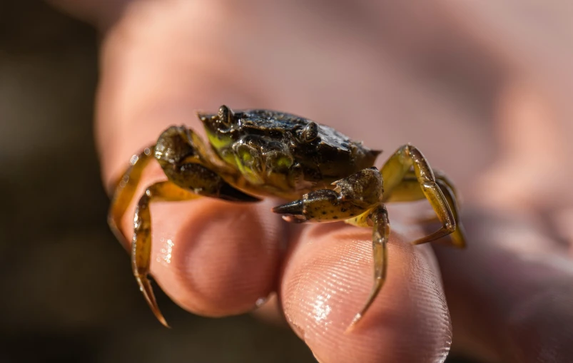 a person's hand holding a small insect in their left hand