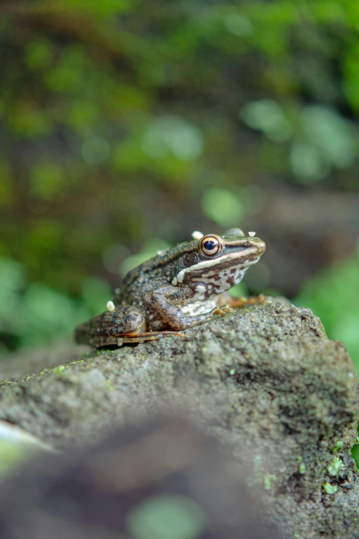 a frog sitting on top of a rock