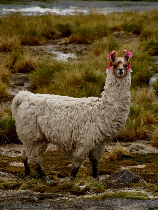 a large white sheep with a strange pink hat