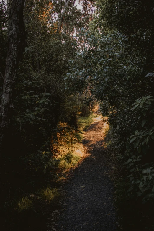 an empty path with many trees and plants on each side