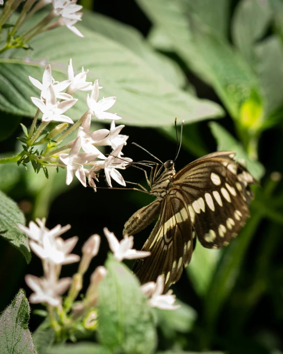 a moth on a flower in the sun