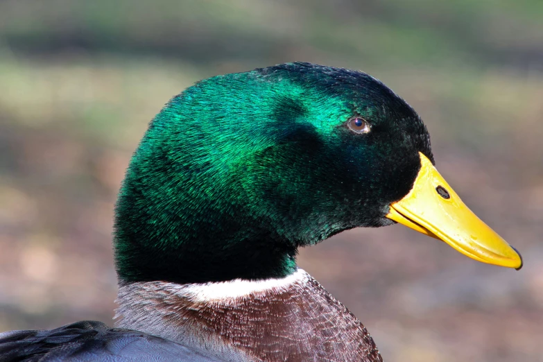a close up po of a duck with green hair
