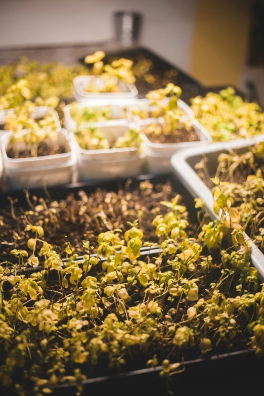 seed plants sprouting in soiled plastic trays