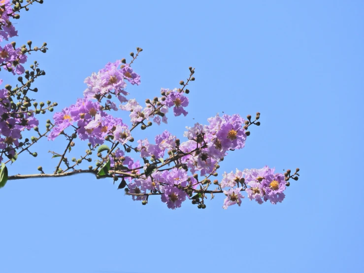 the tree is purple and has flowers on it