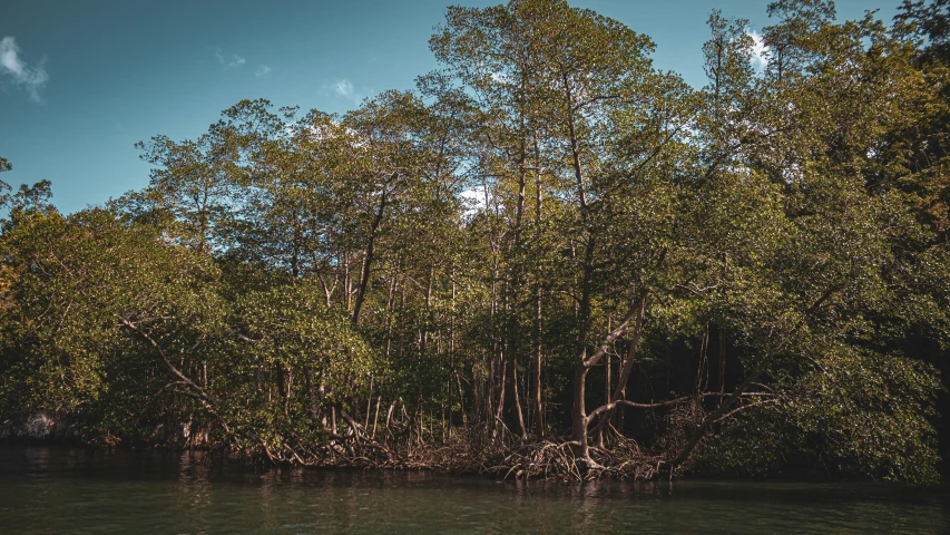 there are a lot of trees on the river