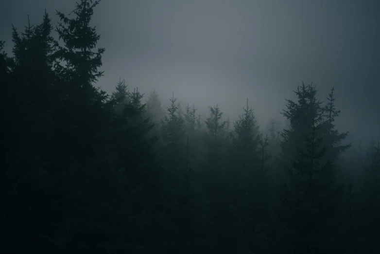 the forest is full of trees on a foggy night