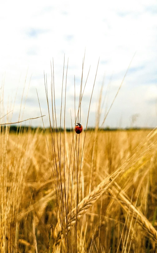 a lady bug on some tall grass in a field