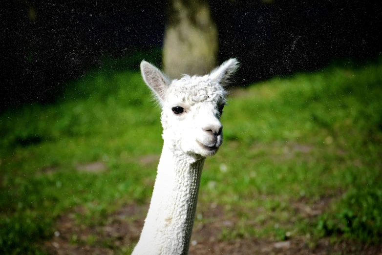 a close up view of a white llama