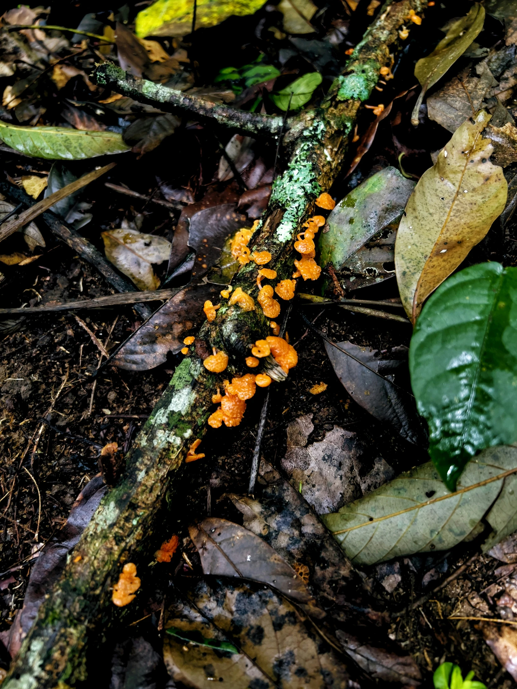 the yellow and orange fungus is on the forest floor