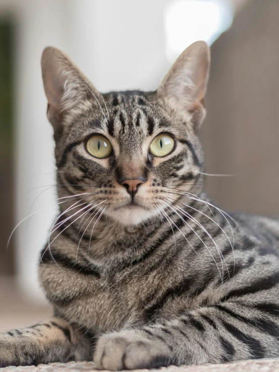 a close up of a cat laying on the ground