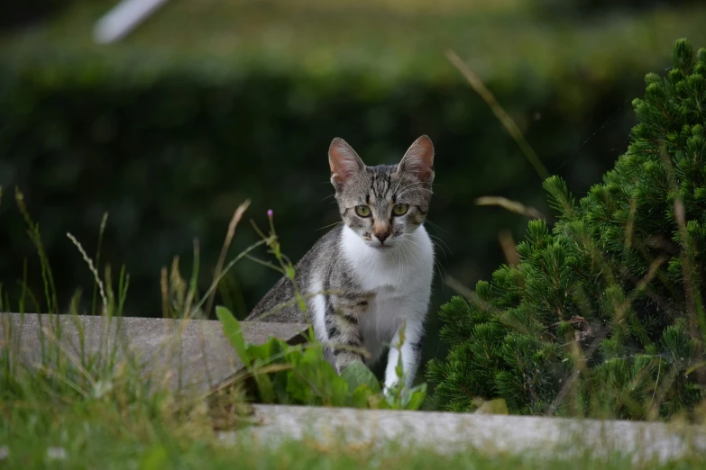 a cat sitting on the ground by some plants