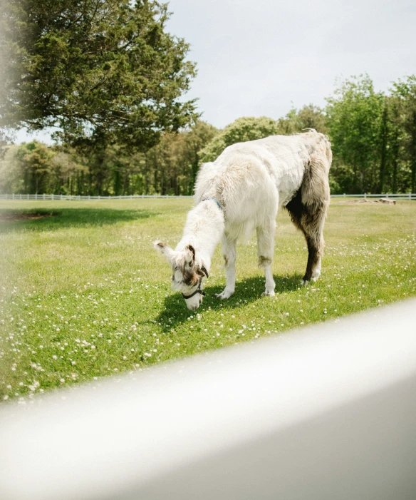 a white goat is grazing in the grass