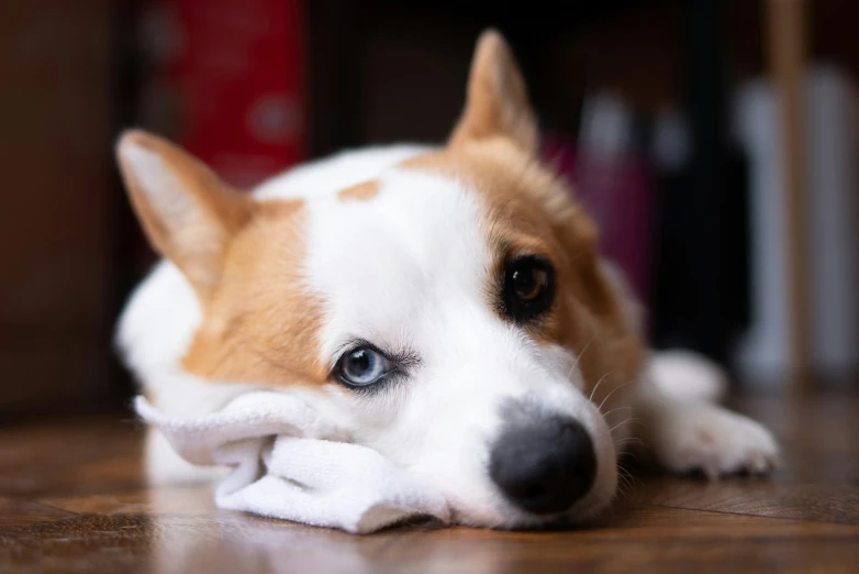 small dog with blue eyes laying on a wooden floor