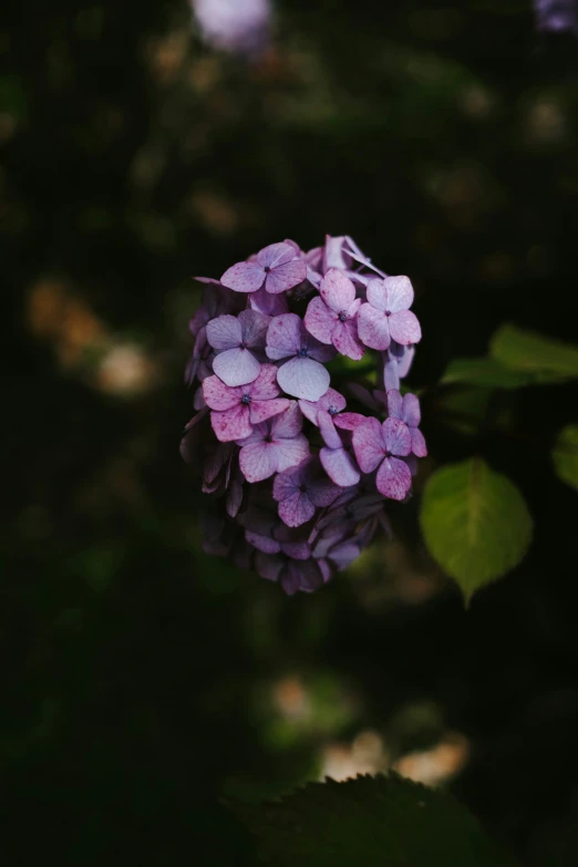 some flowers with lots of pink and purple petals