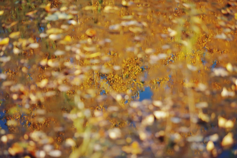 gold and red fall foliage reflected in water